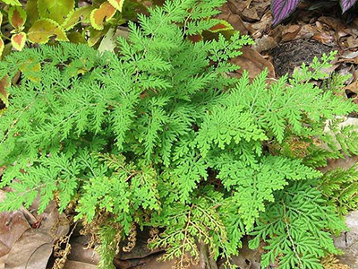 Arborvitae Fern