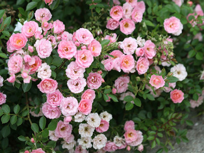 Drift Rose