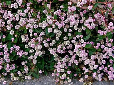 Pinkhead Smartweed