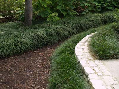 Monkey Grass