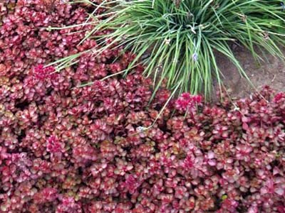 Red Carpet Sedum