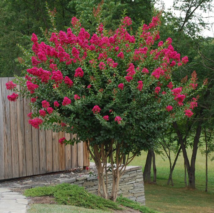 Crape Myrtle Tuscarora
