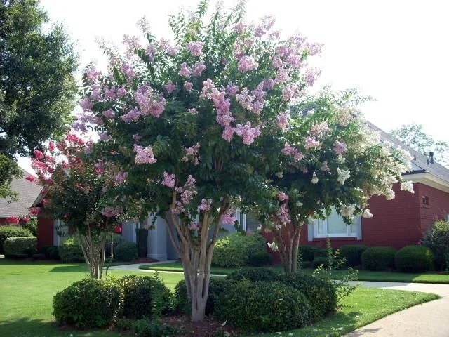 Crape Myrtle Muskogee