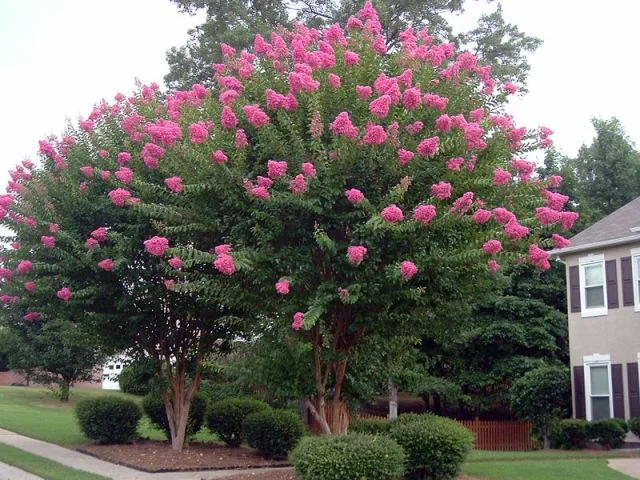 Crape Myrtle Tonto
