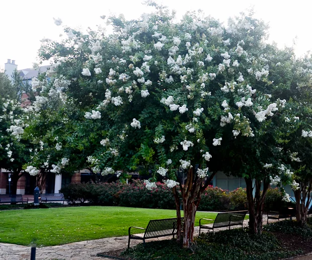 Crape Myrtle Natchez