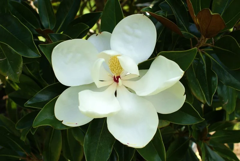 DD Blanchard Magnolia