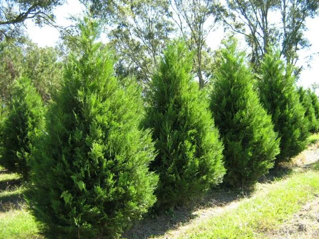 Leyland Cypress