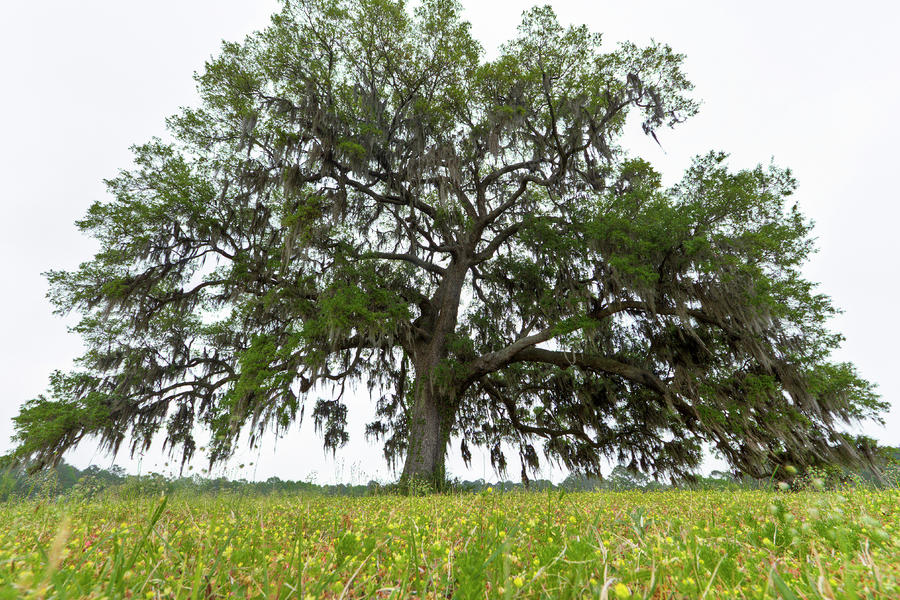 Live Oak