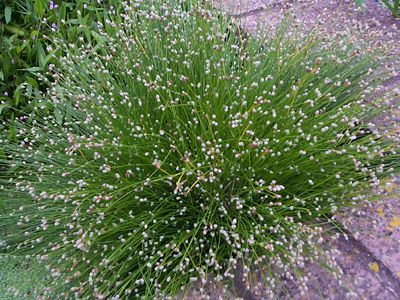 Fiber Optic Grass