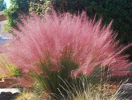 Pink Muhly Grass