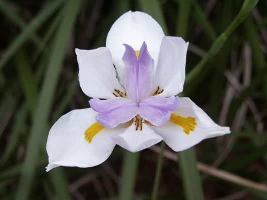 African Butterfly Iris