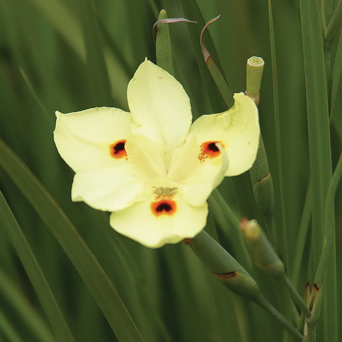 Bicolor Iris