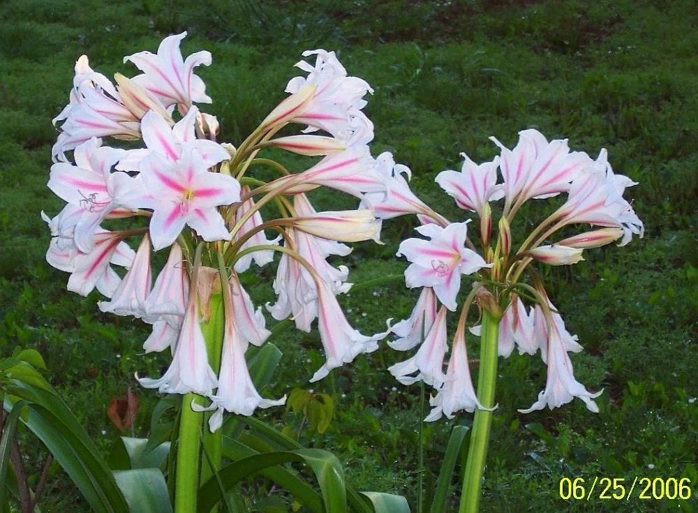 Crinum Lily