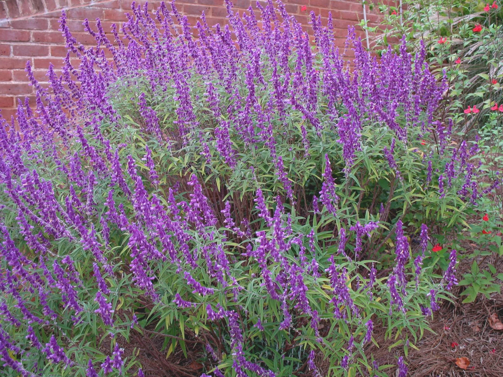Mexican Sage