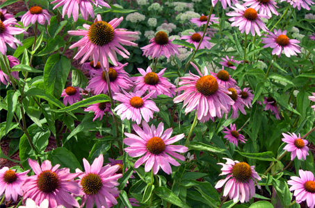 Purple Coneflower