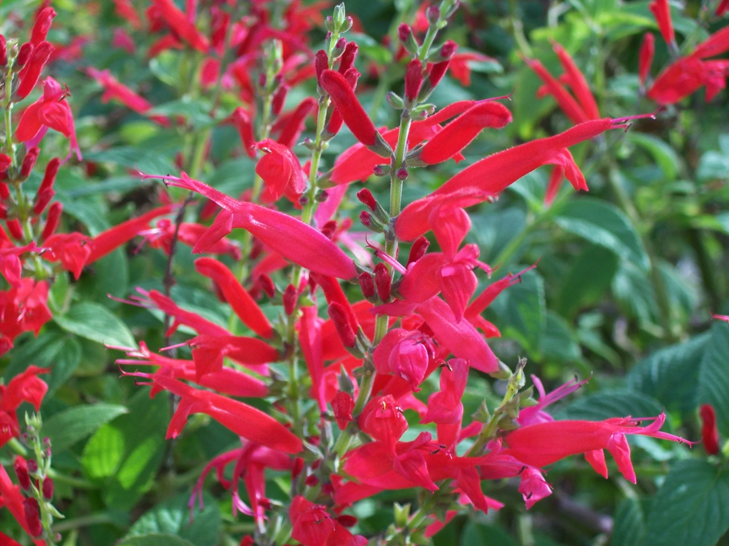 Pineapple Sage