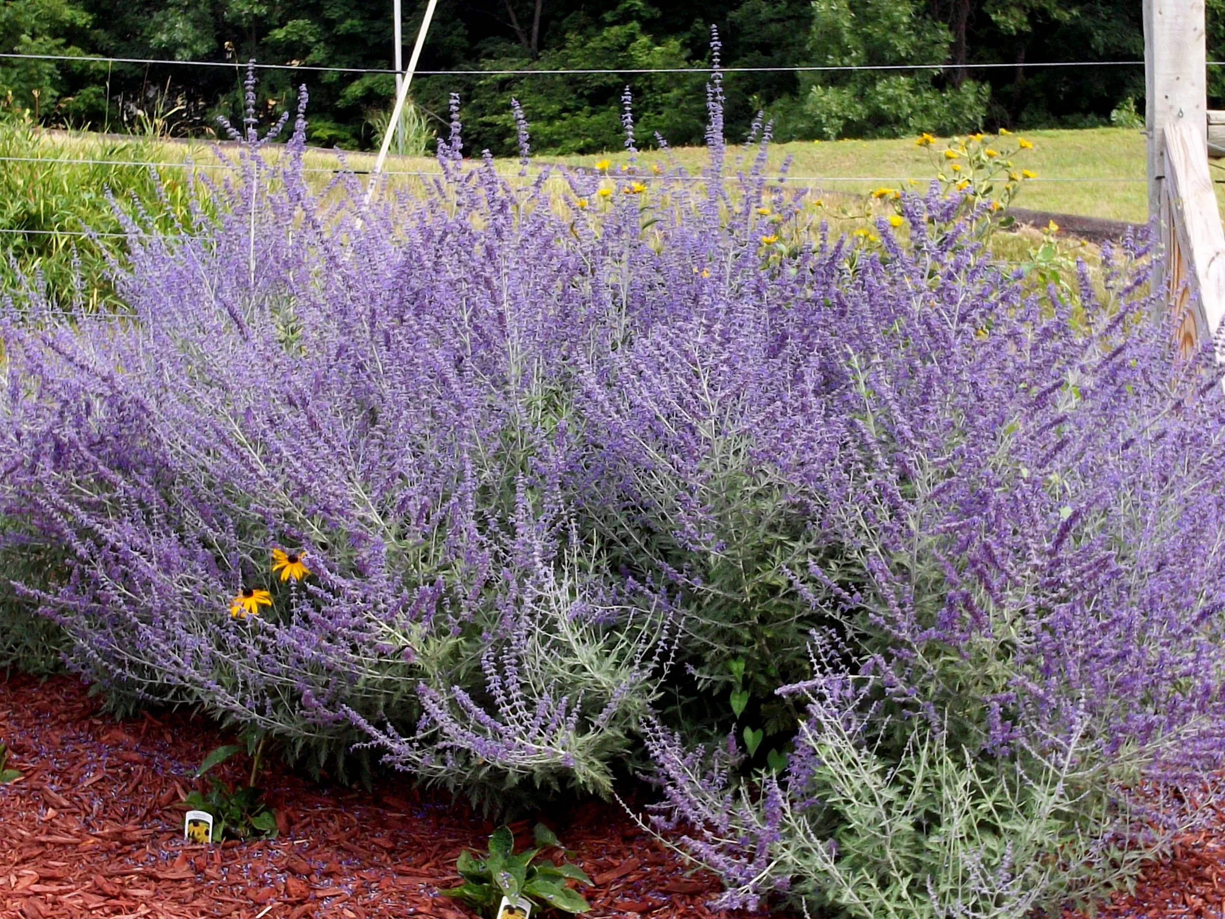 Russian Sage