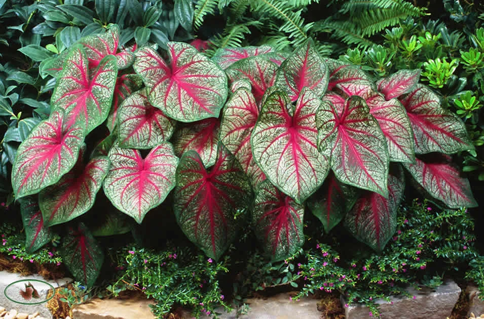 Caladium