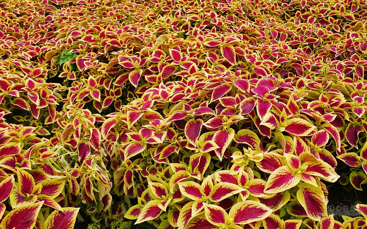 Coleus