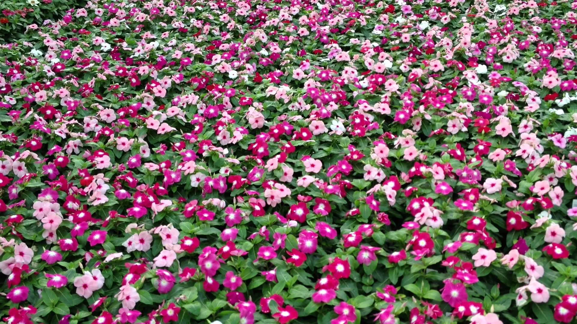 Vinca