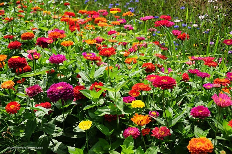 Zinnia