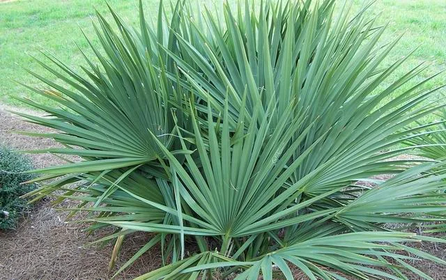 Dwarf Palmetto