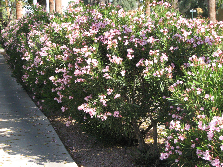 Dwarf Oleander