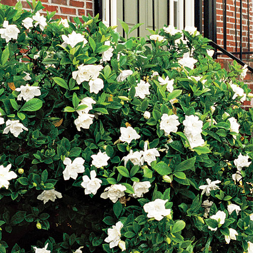Gardenia Frostproof