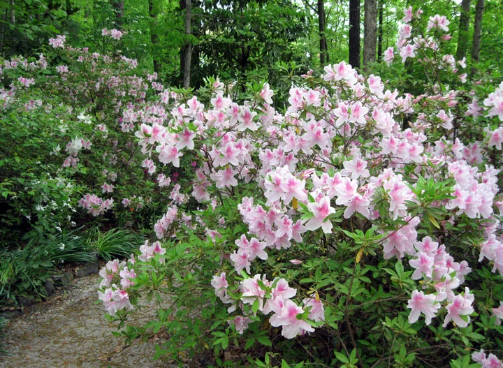George Tabor Azalea