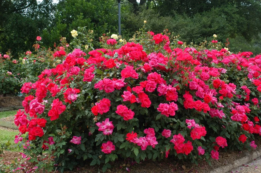 Knockout Rose