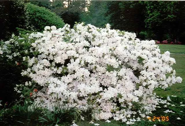 Mrs. GG Gerbing Azalea