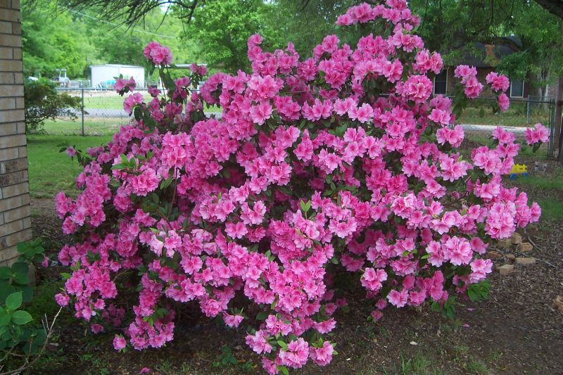 Pink Formosa Azalea