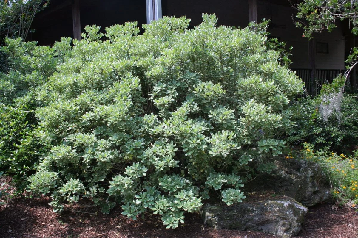 Pittosporum