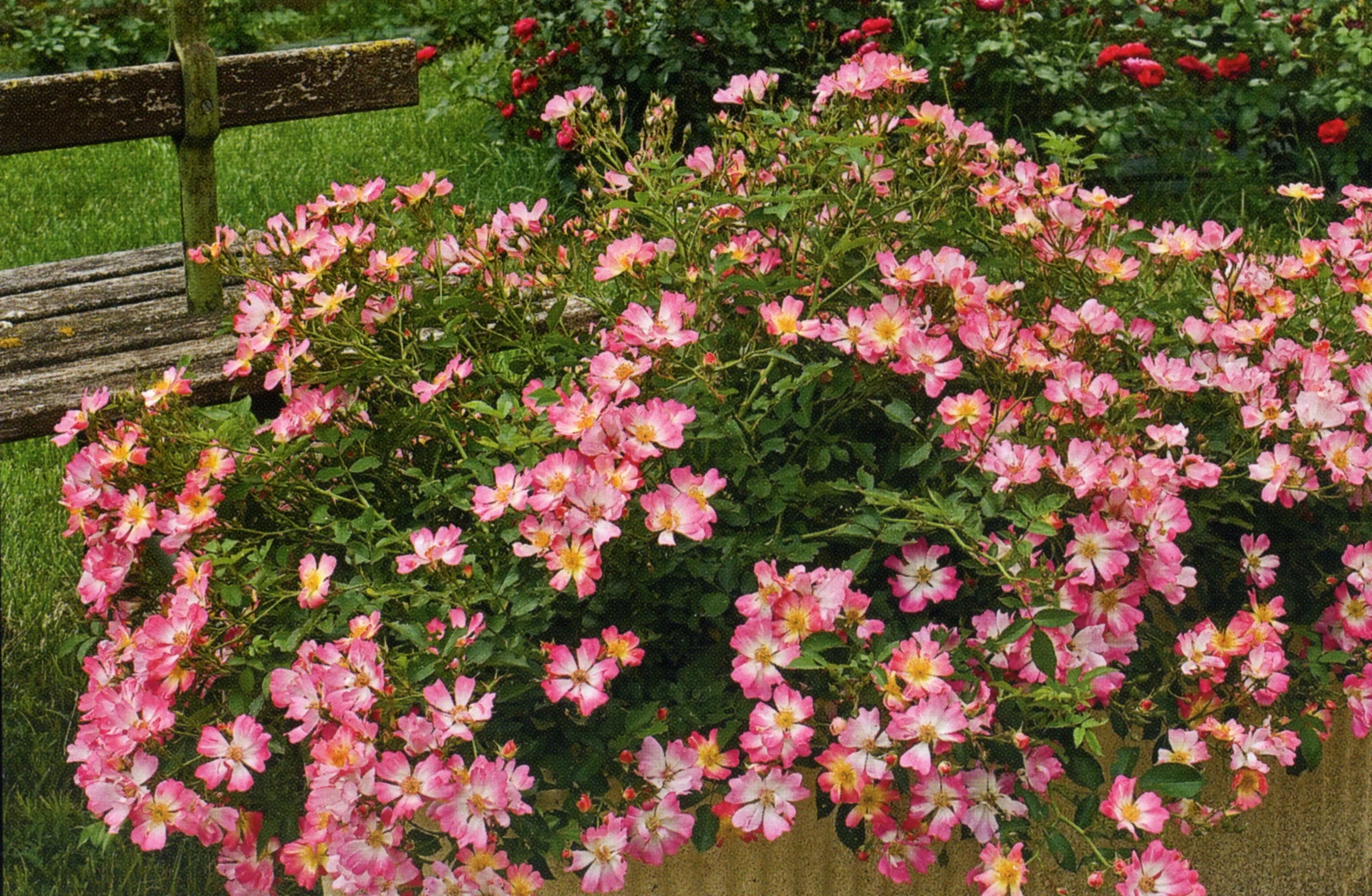 Drift Rose