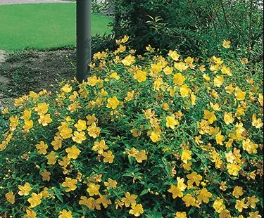 St. John's Wort "Sunburst"