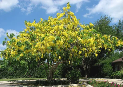 Cassia