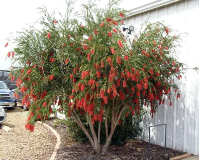 Hannah Ray Weeping Bottlebrush