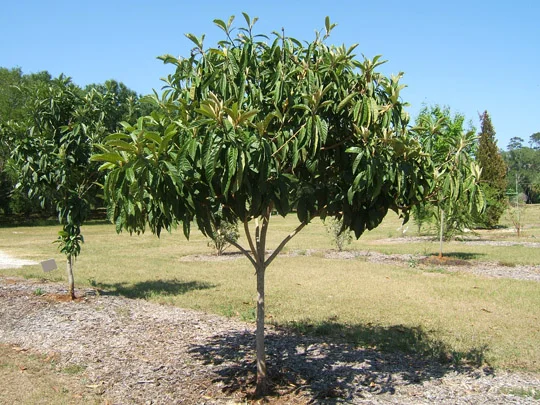 Loquat