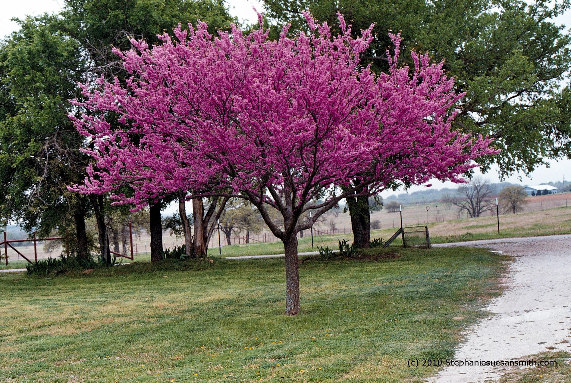 Redbud
