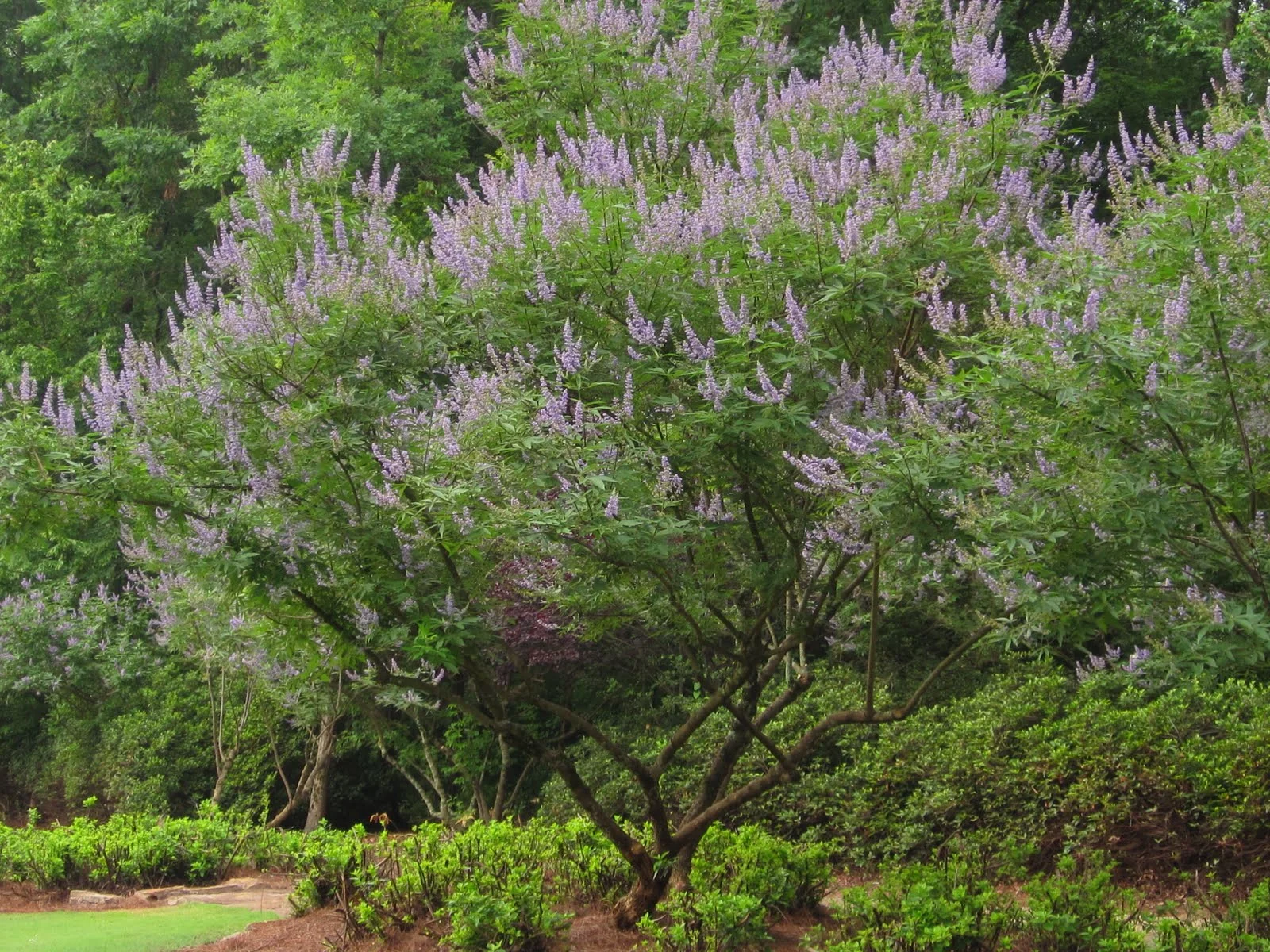 Vitex