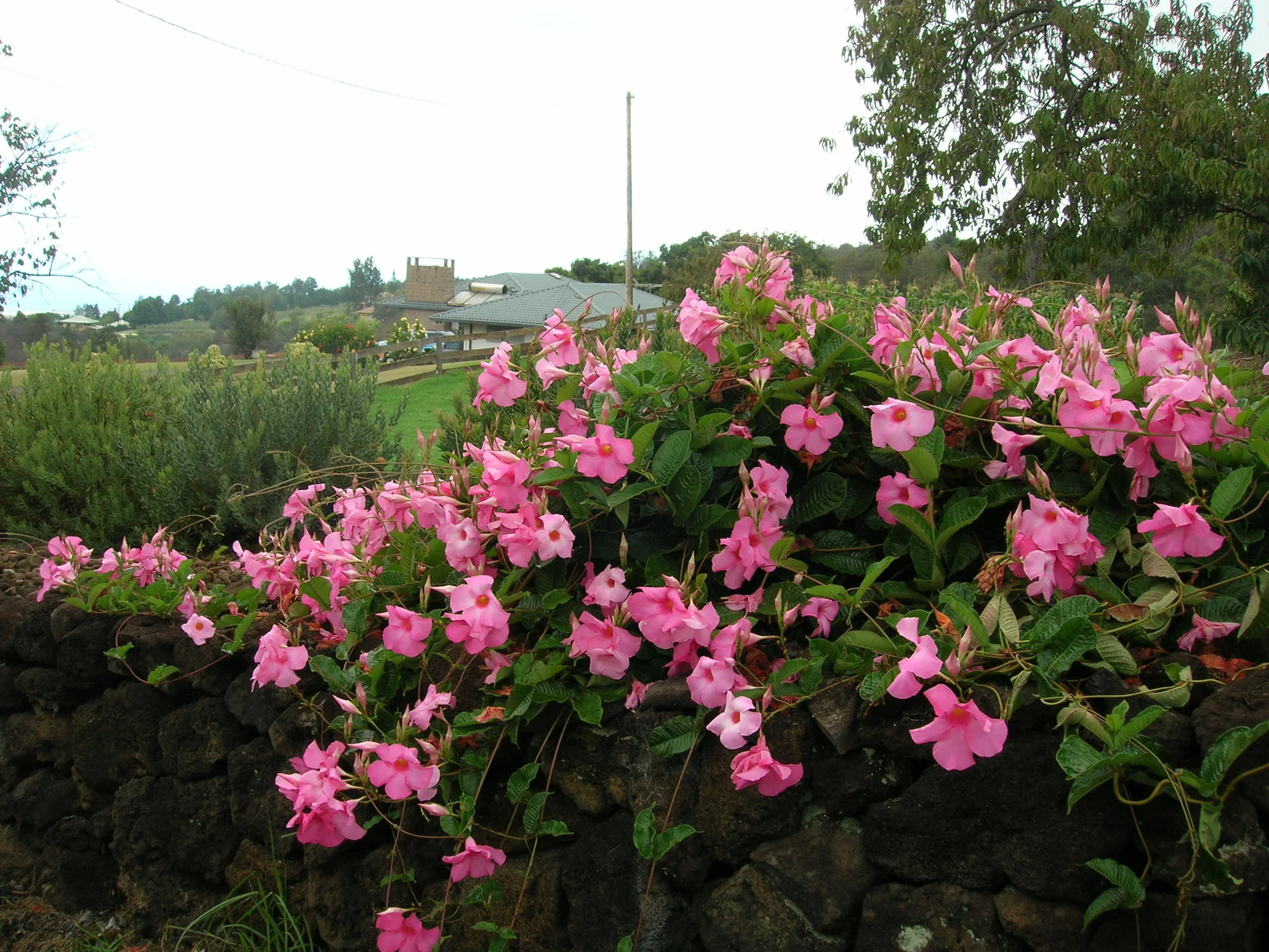 Mandevilla