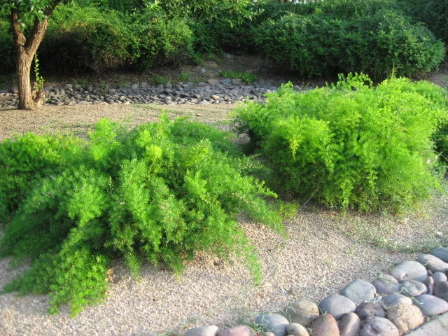 Asparagus Fern