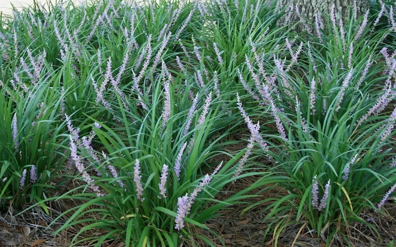 Liriope
