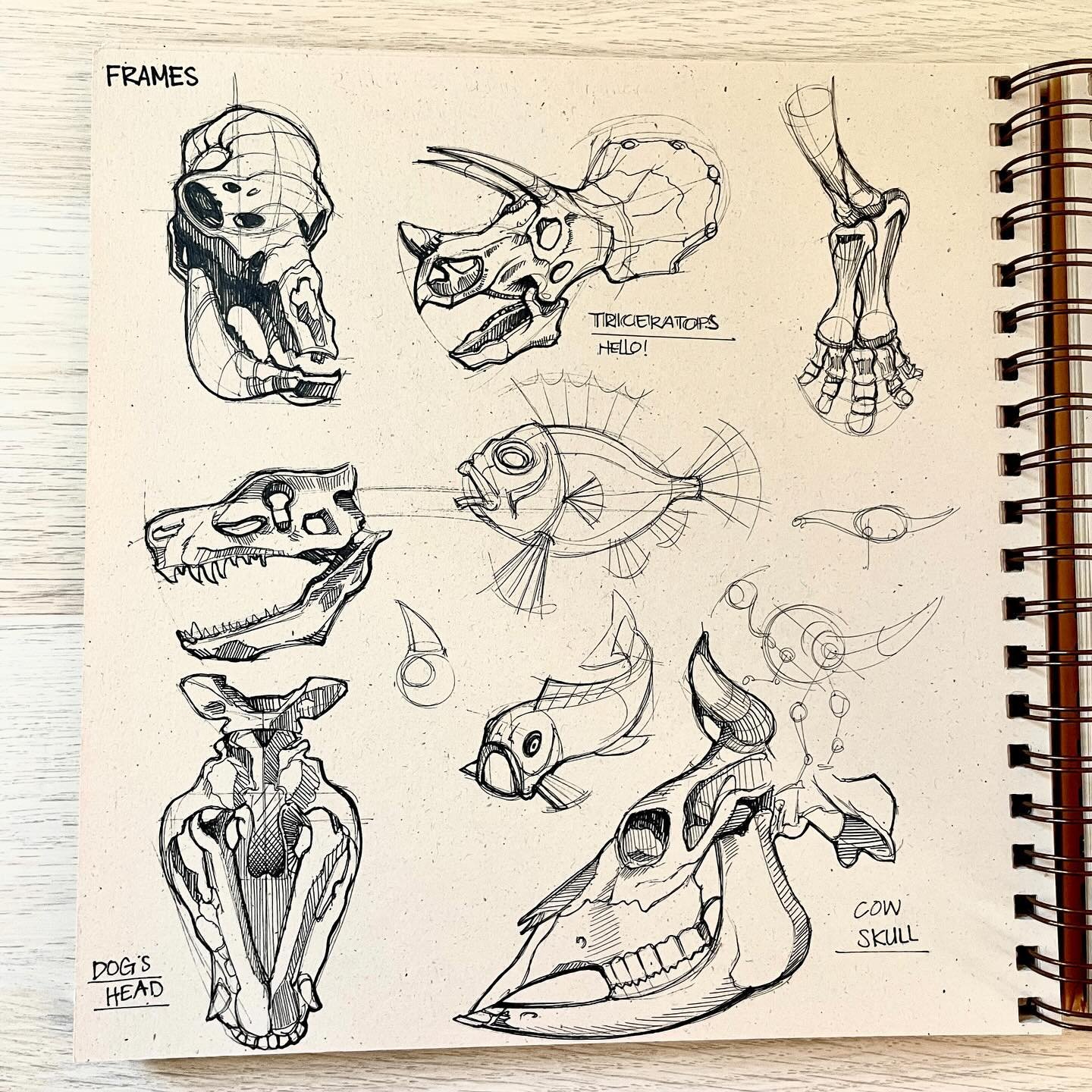 Tonal paper ink sketches #blastfromthepast #artcenteralumni #sketches #inkdrawing #hitecpen #papermateflairpen #animalstudies #naturestudies