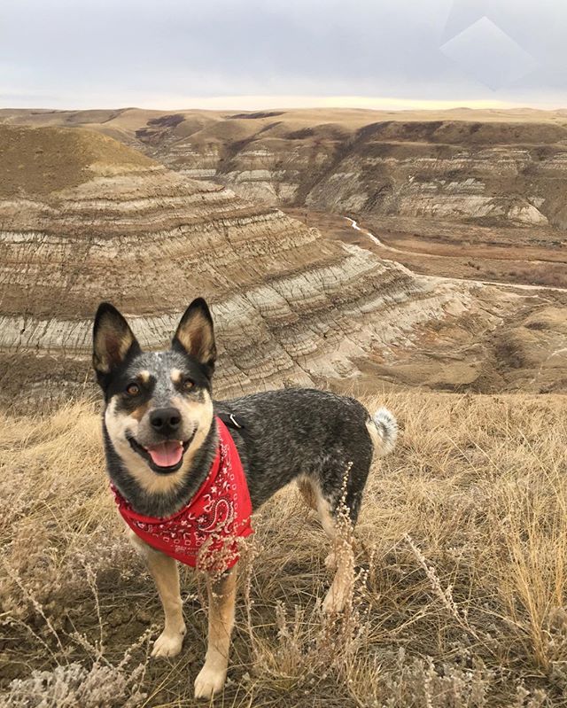 FlashDrive to my SolidState

Juniper, our Yottabyte.

We out here
#ridingthewaves🌊 &bull;
&bull;
&bull;
&bull;
&bull;
&bull;
&bull;
&bull;
&bull;
&bull;
&bull;
&bull;
&bull;
&bull;
&bull;
&bull;
&bull;
#hikingwithheelers 
#blueheelersofinstagram 
#j