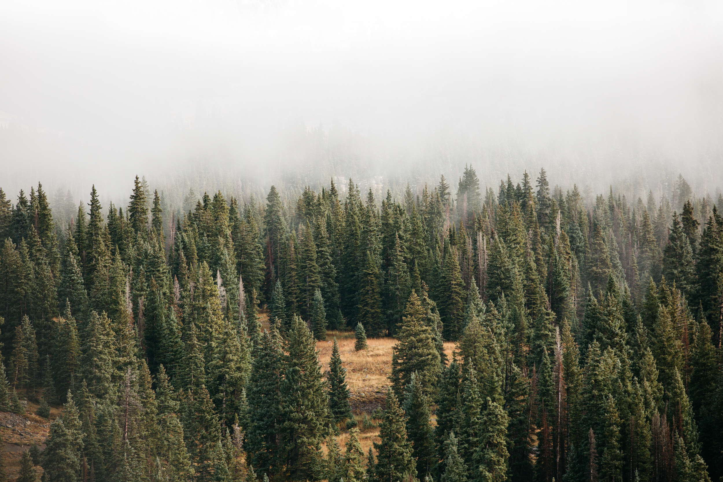 Death_to_stock_photography_wild_6.jpg