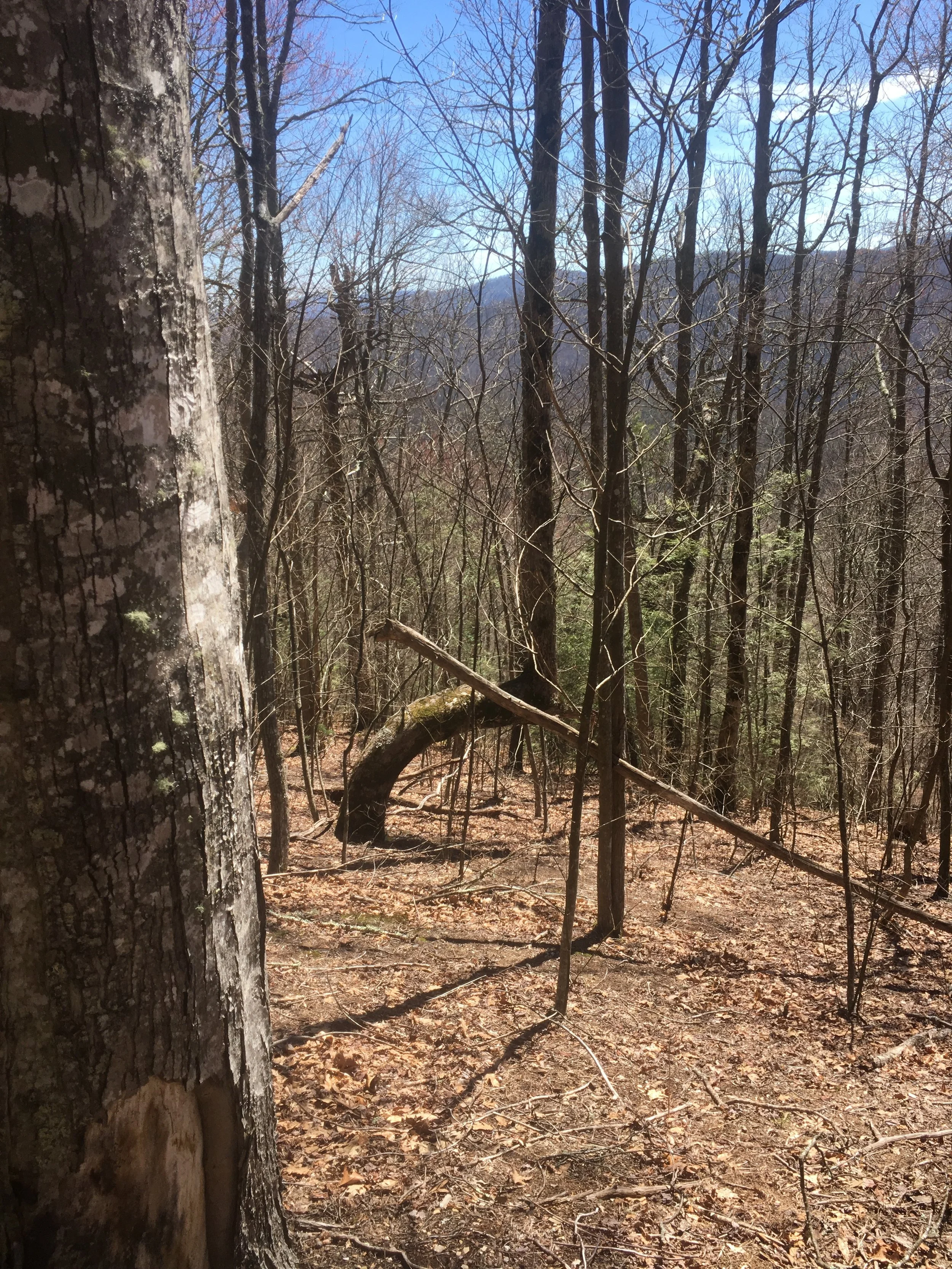 Maybe a Native American Trail Tree?