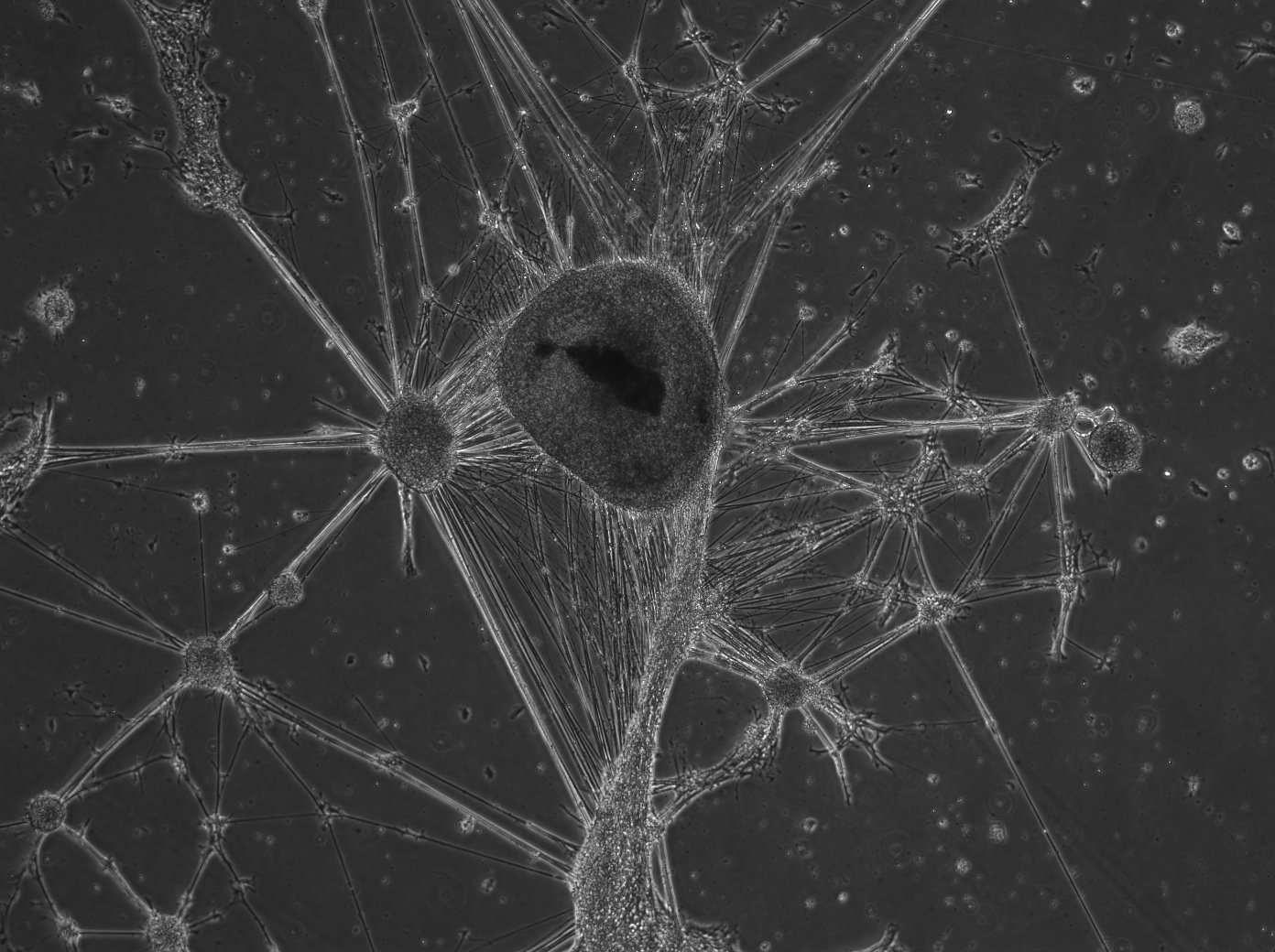 Inspiration for ORB I: Cellular Imaging and Microscopy