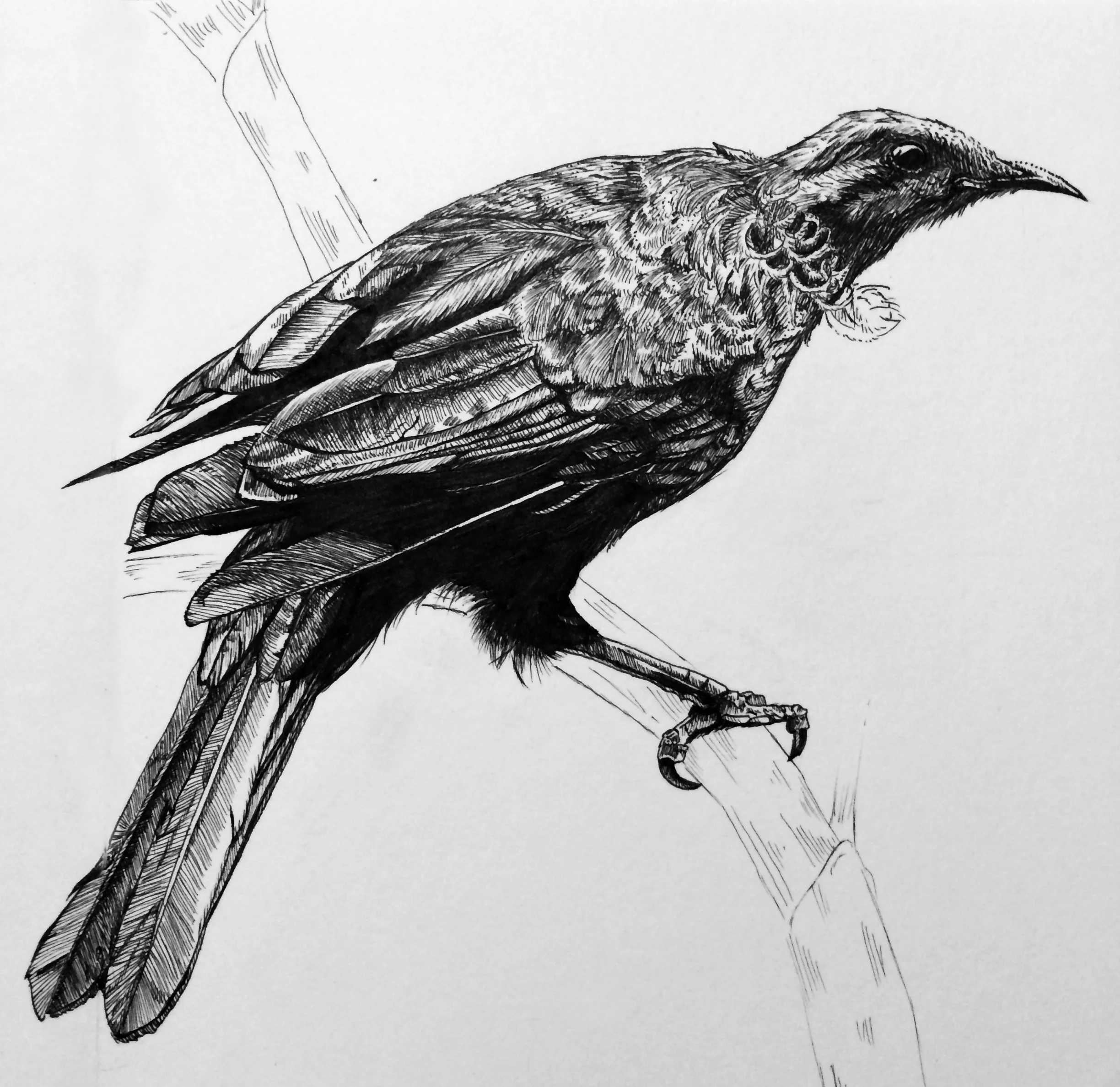 tui.jpg