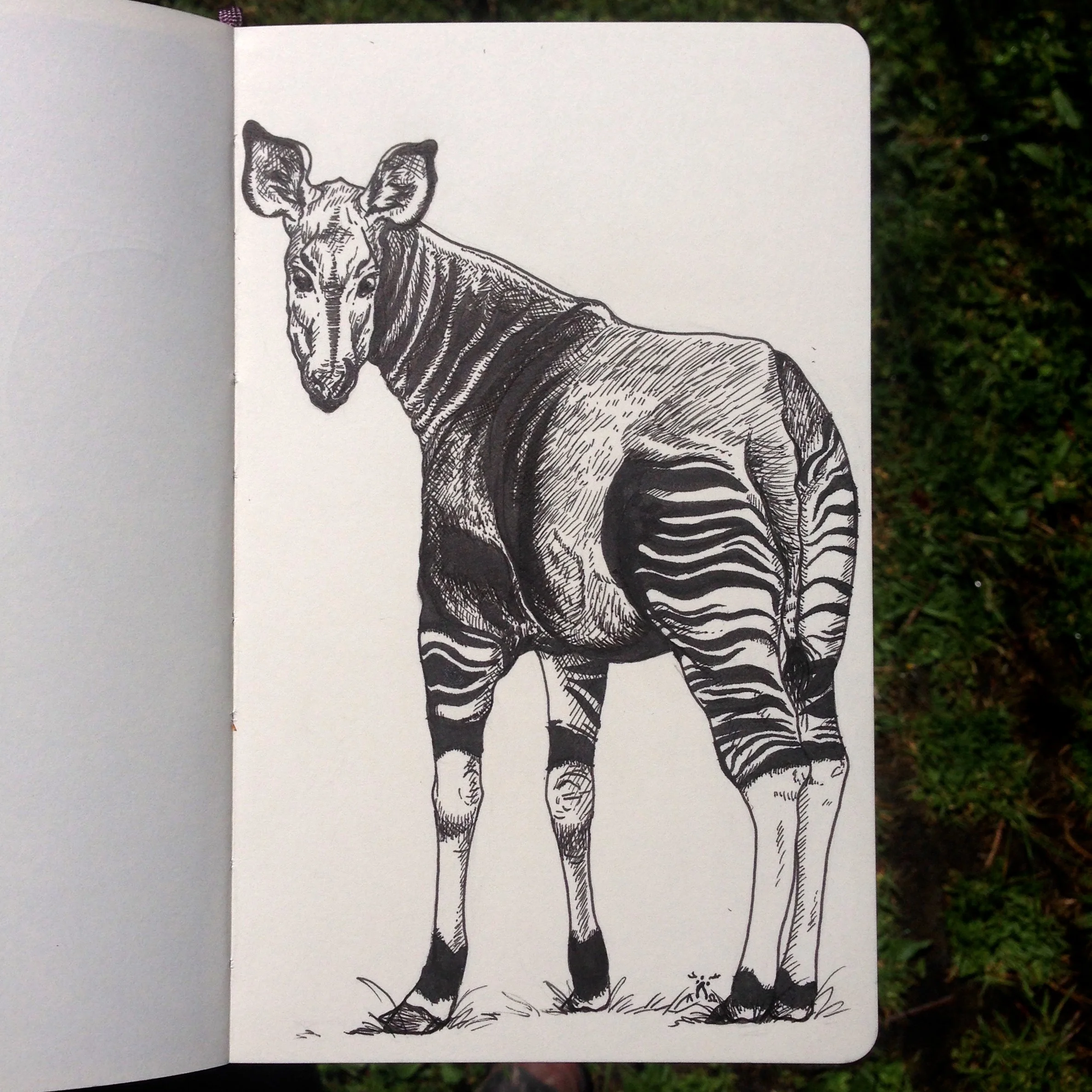 Day One - Okapi